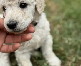 Giant Miracles Dayana Dance Of Wonder! - Poodle Standard Puppy for sale