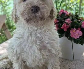 Köpcös  - Lagotto Romagnolo eladó kiskutya