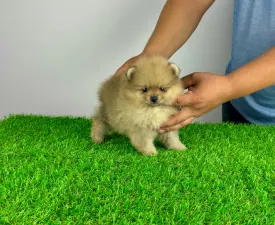 Kim - German Pomeranian Spitz Puppy for sale