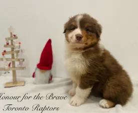 Honour For The Brave Toronto Raptors - Ausztrál juhászkutya eladó kiskutya