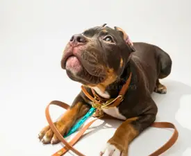 Huckleberry  - l'American Bully - Classic Chiot à vendre