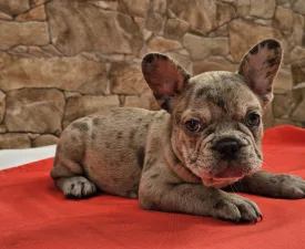 Dante - Francuski buldog Štenci na prodaju