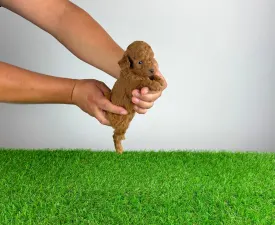 Zingo - Pudel Toy Cățeluș de vânzare