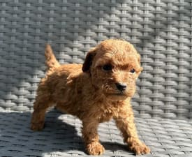 Omara - Poodle Miniature Puppy for sale