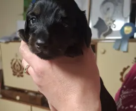 Black Jack - Tacskó eladó kiskutya