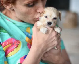 Pedro - Maltipoo Puppy for sale