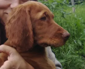 Dömötör - Hungarian Wire-haired Vizsla Puppy for sale