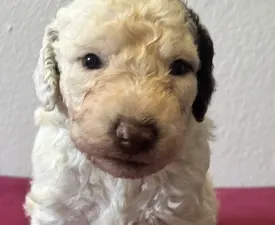 Badolf - Spanyol vízikutya eladó kiskutya