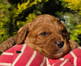 Fire - Cavapoo Cățeluș de vânzare