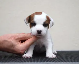 Gold Leash Yuki - Jack Russell Terrier eladó kiskutya
