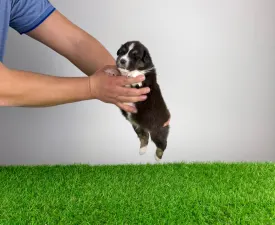 Bastian - Australian Shepherd Puppy for sale
