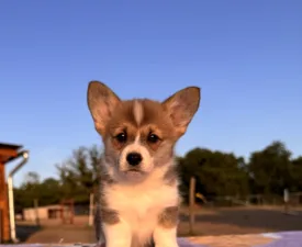 Cartier - Pembroke Welsh Corgi eladó kiskutya