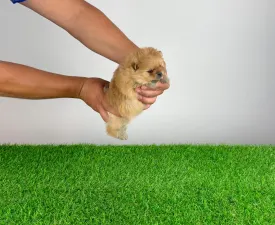 Omedia - Pomeranian eladó kiskutya