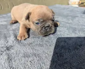 Kira - French Bulldog Puppy for sale