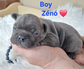 Zénó  - French Bulldog Puppy for sale