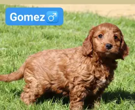 Gomez - Cockapoo eladó kiskutya