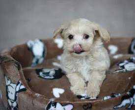 Pluto - Maltipoo Puppy for sale