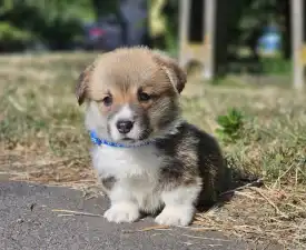 Lenox  - Welsh Corgi Pembroke Puppy for sale