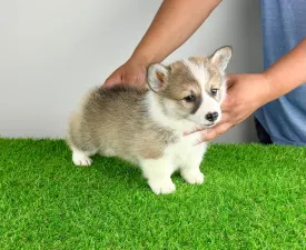Dazzler - Welsh Corgi Pembroke Puppy for sale