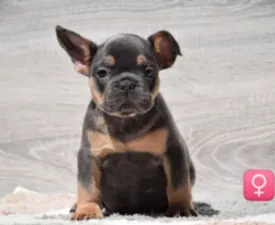 Mira  - French Bulldog Puppy for sale