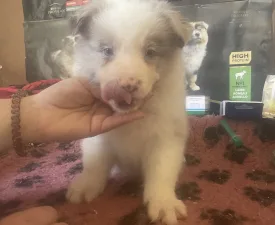 Red Merle Kan - Border Collie eladó kiskutya