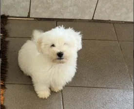 Muru - Coton de Tulear eladó kiskutya