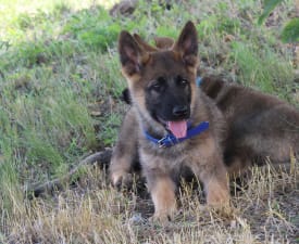 Talha - German Shepherd Dog Puppy for sale