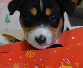 Boy 3 Trikolor Name- Perfect Check  - Basenji eladó kiskutya
