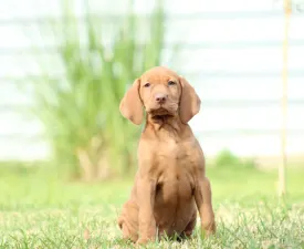 Repcsi - Hungarian Short-haired Vizsla Puppy for sale