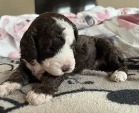 Circus Maximus - Spanish Waterdog Puppy for sale