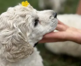 Giant Miracles Dzsenna Dance Of Magic - Poodle Standard Puppy for sale