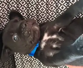 Blaze - Cane Corso eladó kiskutya