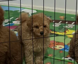 Fairytail World Abel - Poodle Toy Puppy for sale