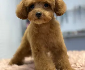 Xaffi - Toy uszkár eladó kiskutya