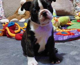 Jack - Boston Terrier Angebotener Welpe