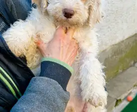 Zummi Gummi - Lagotto Romagnolo eladó kiskutya