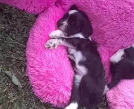 Lexy - Tibeti terrier eladó kiskutya