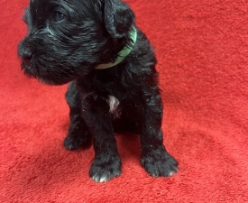 Gall - Portuguese Water Dog Puppy for sale