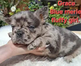 Grace - French Bulldog Puppy for sale