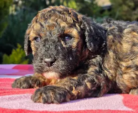 Frank - Cavapoo Cățeluș de vânzare