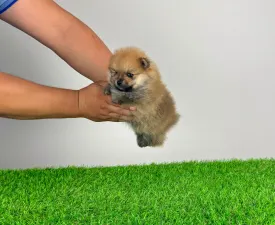 Jesko - German Pomeranian Spitz Puppy for sale