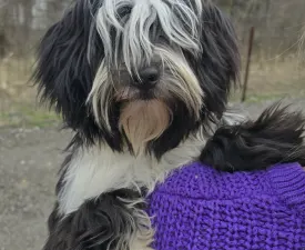 Josephine  - Tibeti terrier eladó kiskutya