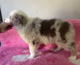 Red Merle Kan/male - Orange Collar - Border Collie Cățeluș de vânzare