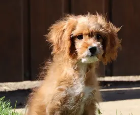 Trixie - Cavapoo eladó kiskutya