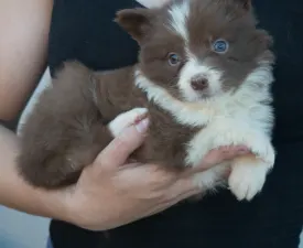 Fekete Nyakörv/ Barna Kan - Border Collie eladó kiskutya