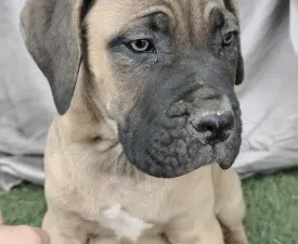 Bust - Cane Corso Italiano Puppy for sale