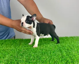 Yacco - Boston Terrier Puppy for sale