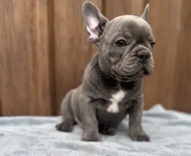 Richie - Francia bulldog eladó kiskutya