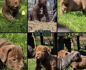 Ak Bully Zen - Amerikai Bully - Pocket eladó kiskutya
