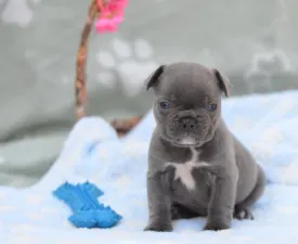 Magnus - Francuski buldog Štenci na prodaju